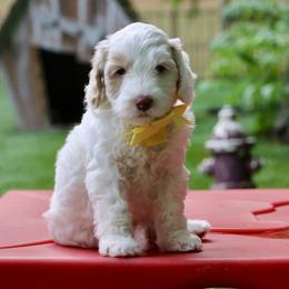 Yellow - Caramel female Australian Labradoodle puppy in Milton, North Carolina from Good Day Doodles