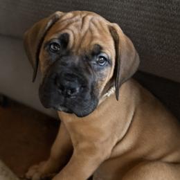 Cream collar female - Fawn female Boerboel puppy in Bon Aqua, Tennessee from Erickson Ranch Boerboels
