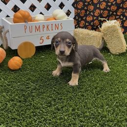 Chocolate and Tan Smooth Male - Chocolate and tan male Dachshund puppy in Killeen, Texas from Southern Dachshunds