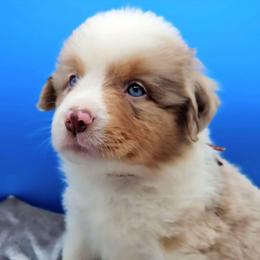 Maroon Collar RMM - Red merle male Miniature American Shepherd puppy in Lexington, Kentucky from Deuce's Den