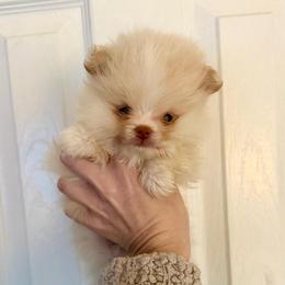 Luke - Beaver male Pomeranian puppy in Stroud, Oklahoma from Laik’s Little Shihtz & Poms
