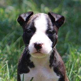 Cricket - Red brindle female American Staffordshire Terrier puppy in Guilford County, North Carolina from Explicit Kennel