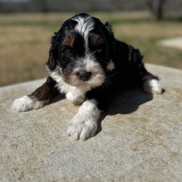 Bernedoodle Puppies from Sweet Pea Bernedoodles