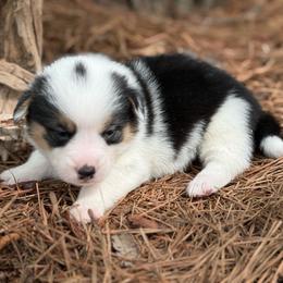 Mismark- full tail - Black and white female American Corgi puppy in Nashville, Arkansas from Whisenhunt Farms