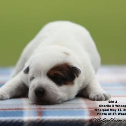 Charlie Girl 3 - Red speckled female Australian Cattle Dog puppy in Point, Texas from Lakylu Kennels