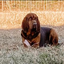 Bloodhound All Grown Up from Hat Creek Kennel