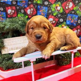 AKC girl 1 purple collar - Dark golden female Golden Retriever puppy in Joshua, Texas from 3 Gun Retrievers
