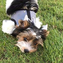 JuJu Bee - Biewer Terrier