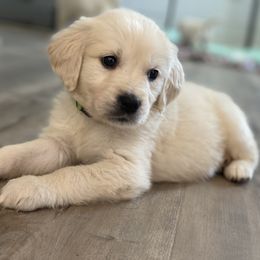 Goldendoodle and Golden Retriever Puppies from Creamy Retrievers