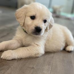 Goldendoodle and Golden Retriever Puppies from Creamy Retrievers
