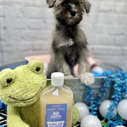 Miniature Schnauzer Puppies from Schnauzers on Robinson Lane