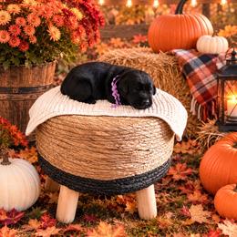 Purple girl - Black female Labrador Retriever puppy in Lake City, Michigan from Loon Lake Labradors