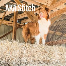 Stitch - Australian Shepherd