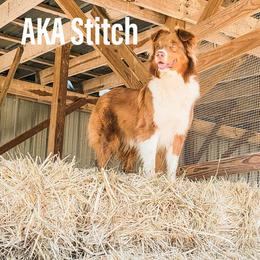 Stitch - Australian Shepherd