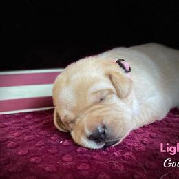 Labrador Retriever Puppies from Gochee Labs