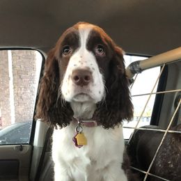 Rylee - English Springer Spaniel