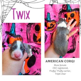 Twix - Gray and white female American Corgi puppy in Mansfield, Ohio from Moonrise corgis