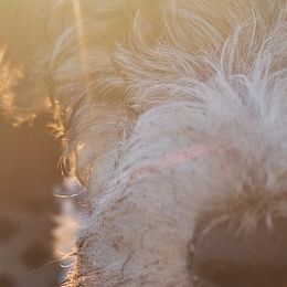 Wire Fox Terriers from Missouri Meadows Farm