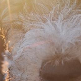 Wire Fox Terriers from Missouri Meadows Farm