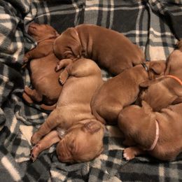 Vizsla Puppies from SkoglundFarm Vizslas