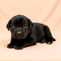 Black Girl 5 - Black female Cane Corso puppy in Haslet, Texas from Trained To Go Corso Kennels (T.T.G. Corso Kennels)