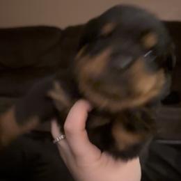 Boy 1 - Black and mahogany male Rottweiler puppy in Detroit, Michigan from Dark Storm Kennels