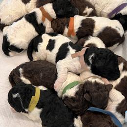 Poodle puppies from Moonlight Standard Poodles