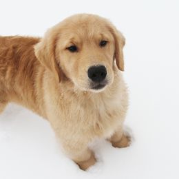 Golden Retriever Puppies from DoubleTake Goldens