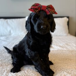 Winifred - Black female Labradoodle puppy in Adams, Nebraska from Boxcar Doodles and Poodles