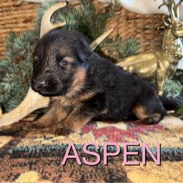 Aspen - Black and red female German Shepherd puppy in Graham, Washington from Wildeflecken Shepherds