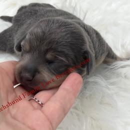 Baby Bear - Blue and cream male Dachshund puppy in Prescott, Arizona from Dachshund Family Love Breeders