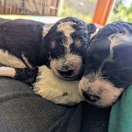 Poodle Puppies from New Hope Standard Poodles