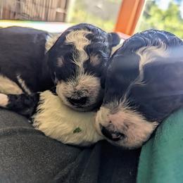 Poodle Puppies from New Hope Standard Poodles
