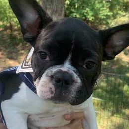 French Bulldogs from Peaks Ranches