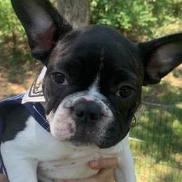 French Bulldogs from Peaks Ranches