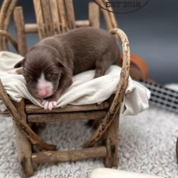 Patsy - Red tri female Miniature Australian Shepherd puppy in Queen Creek, Arizona from Arizona Aussies