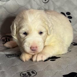 ASPEN - Fawn and white male Sheepadoodle puppy in Riverside, California from Downtown Doodles & Frenchies