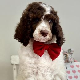 Blue - Parti male Poodle puppy in Twin Lake, Michigan from Paige's Poodles