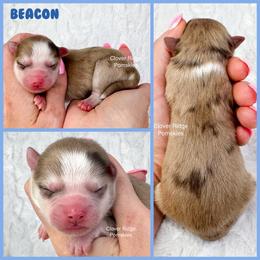 Beacon - Merle male Pomsky puppy in Sheffield, Iowa from Clover Ridge Pomskies