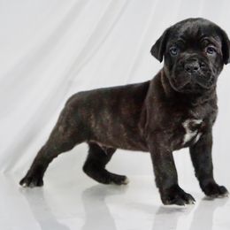 Cane Corso Puppies from Prestigious K9