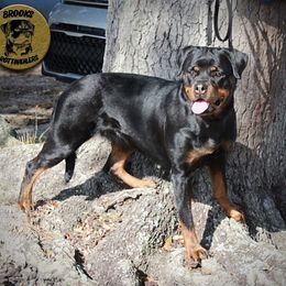 Koi - Rottweiler