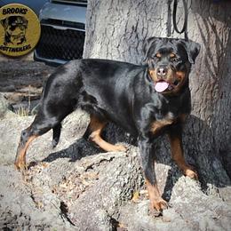Koi - Rottweiler