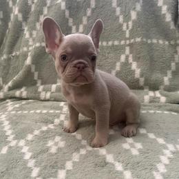 Leo - Tricolors male French Bulldog puppy in Fulton, Missouri from FamLee Frenchies