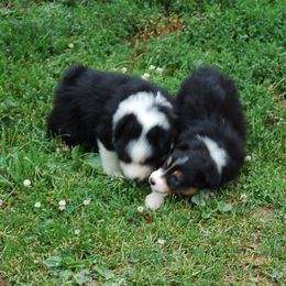 Australian Shepherd Puppies from Windmere Aussies