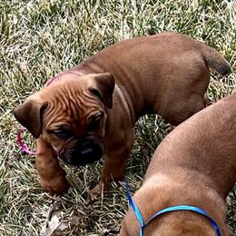 Pink female - Red female Boerboel puppy in Rockford, Illinois from Adoraboerboels