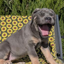 Girl 3 - Gray and fawn female Cane Corso puppy in Prescott Valley, Arizona from Willow’s Meadow