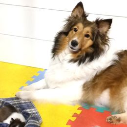 Shetland Sheepdogs from Fancypants Shetland Sheepdogs