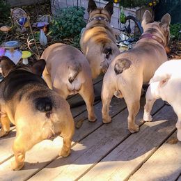 French Bulldogs from Morningstar Frenchies