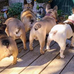 French Bulldogs from Morningstar Frenchies