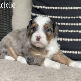 Caddie - Blue merle female Bernedoodle puppy in Henry, Illinois from Rowe Farms Doodles
